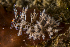  ( - 127639.1)  @11 [ ] CreativeCommons - Attribution Non-Commercial Share-Alike (2019) M. Malaquias University of Bergen, Natural History Collections