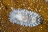  ( - 127651.1)  @11 [ ] CreativeCommons - Attribution Non-Commercial Share-Alike (2019) M. Malaquias University of Bergen, Natural History Collections