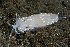  ( - 127717.1)  @11 [ ] CreativeCommons - Attribution Non-Commercial Share-Alike (2019) M. Malaquias University of Bergen, Natural History Collections
