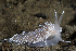  ( - 127718.1)  @11 [ ] CreativeCommons - Attribution Non-Commercial Share-Alike (2019) M. Malaquias University of Bergen, Natural History Collections
