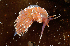  ( - 127720.1)  @11 [ ] CreativeCommons - Attribution Non-Commercial Share-Alike (2019) M. Malaquias University of Bergen, Natural History Collections