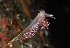  ( - 127772.1)  @11 [ ] CreativeCommons - Attribution Non-Commercial Share-Alike (2019) M. Malaquias University of Bergen, Natural History Collections