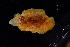  ( - 129847.1)  @11 [ ] CreativeCommons - Attribution Non-Commercial Share-Alike (2018) M. Malaquias University of Bergen, Natural History Collections