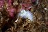  ( - 130699.1)  @11 [ ] CreativeCommons - Attribution Non-Commercial Share-Alike (2018) M. Malaquias University of Bergen, Natural History Collections
