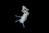  ( - 131707.1)  @11 [ ] CreativeCommons - Attribution Non-Commercial Share-Alike (2018) M. Malaquias University of Bergen, Natural History Collections