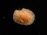  (Knoutsodonta inconspicua - 131861.1)  @11 [ ] by-nc-sa (2018) M. Malaquias University of Bergen, Natural History Collections