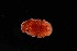  ( - 125037.1)  @11 [ ] CreativeCommons - Attribution Non-Commercial Share-Alike (2018) M. Malaquias University of Bergen, Natural History Collections
