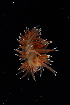  ( - 125043.1)  @11 [ ] CreativeCommons - Attribution Non-Commercial Share-Alike (2018) M. Malaquias University of Bergen, Natural History Collections