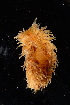  ( - 125078.1)  @11 [ ] CreativeCommons - Attribution Non-Commercial Share-Alike (2018) M. Malaquias University of Bergen, Natural History Collections