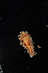  ( - 125088.1)  @11 [ ] CreativeCommons - Attribution Non-Commercial Share-Alike (2018) M. Malaquias University of Bergen, Natural History Collections