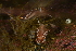  ( - 125116.1)  @11 [ ] CreativeCommons - Attribution Non-Commercial Share-Alike (2018) M. Malaquias University of Bergen, Natural History Collections