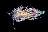  (Unidentiidae - SWKI165)  @11 [ ] by-sa  Unspecified Unspecified