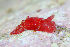  (Sagaminopteron - SWKI174)  @11 [ ] by-sa  Unspecified Unspecified