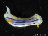  (Chromodoris sp - SWNK085)  @11 [ ] CreativeCommons - Attribution Share-Alike (2022) Nobuhiko Kimoto Seaslug.word