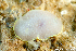  (Cadlina japonica - J211101-002_B06_cadlina_japonica_premix.ab1	1168)  @11 [ ] CreativeCommons  Attribution Non-Commercial (by-nc) (2021) Unspecified The primary license holders institutional or organizational affiliation. Decisions regarding use of material fall to the institution when the individual is unreachable or unresponsive.