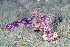  (Ceratosoma - SWKI147)  @11 [ ] by-sa  Unspecified Unspecified