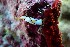  (Chelidonura - SWRO008)  @11 [ ] by-sa  Unspecified Unspecified