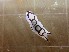  (Tubulophilinopsis - SWRO019)  @11 [ ] by-sa  Unspecified Unspecified