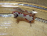  (Goniobranchus fidelis - SWRO022)  @11 [ ] by-sa  Unspecified Unspecified