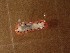  (Goniobranchus setoensis - SWRO037)  @11 [ ] by-sa  Unspecified Unspecified