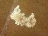  (Aegires exeches - SWRO069)  @11 [ ] by-sa  Unspecified Unspecified