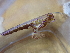  (Ceratosoma tenue - SWRO072)  @11 [ ] by-sa  Unspecified Unspecified