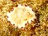  (Goniobranchus rufomaculatus - SWRO081)  @11 [ ] by-sa  Unspecified Unspecified