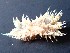  (Janolus toyamensis - SWRO088)  @11 [ ] by-sa  Unspecified Unspecified
