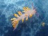  (Tenellia sibogae - SWRO093)  @11 [ ] by-sa  Unspecified Unspecified