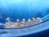  (Bornella stellifer - SWRO122)  @11 [ ] by-sa  Unspecified Unspecified