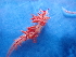  (Coryphellina - SWRO125)  @11 [ ] by-sa  Unspecified Unspecified