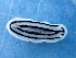  (Phyllidiopsis xishaensis - SWRO127)  @11 [ ] by-sa  Unspecified Unspecified