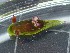  (Nembrothinae - SWRO141)  @11 [ ] by-sa  Unspecified Unspecified