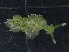  (Sacoproteus - SWRO142)  @11 [ ] by-sa  Unspecified Unspecified