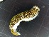  (Dermatobranchus striatus - SWRO160)  @11 [ ] by-sa  Unspecified Unspecified