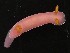  (Verconia romeri - SWRO169)  @11 [ ] by-sa  Unspecified Unspecified