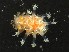  (Kaloplocamus - SWRO170)  @11 [ ] by-sa  Unspecified Unspecified