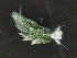  (Costasiellidae - SWRO173)  @11 [ ] by-sa  Unspecified Unspecified