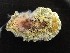  (Carminodoris - SWRO179)  @11 [ ] by-sa  Unspecified Unspecified