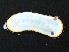  (Goniobranchus fabulus - SWRO190)  @11 [ ] by-sa  Unspecified Unspecified