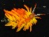  (Tenellia melanobrachia - SWRO196)  @11 [ ] by-sa  Unspecified Unspecified