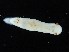 (Verconia simplex - SWRO209)  @11 [ ] by-sa  Unspecified Unspecified