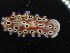  (Goniobranchus leopardus - SWRO215)  @11 [ ] by-sa  Unspecified Unspecified