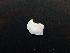  (Verconia subnivalis - SWRO218)  @11 [ ] by-sa  Unspecified Unspecified