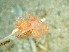 (Phyllodesmium poindimiei - SWRO228)  @11 [ ] by-sa  Unspecified Unspecified