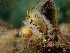  (Ceratodoris - SWTA286)  @11 [ ] by-sa  Unspecified Unspecified