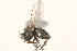  (Lispocephala - BIOUG09050-E11)  @15 [ ] CreativeCommons - Attribution (2015) CBG Photography Group Centre for Biodiversity Genomics