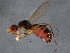  ( - BIOUG04741-C04)  @12 [ ] CreativeCommons - Attribution (2014) CBG Photography Group Centre for Biodiversity Genomics