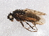  ( - BIOUG04817-C12)  @13 [ ] CreativeCommons - Attribution (2014) CBG Photography Group Centre for Biodiversity Genomics