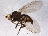  (Phytomyza nr. saximontana - BIOUG04866-C06)  @14 [ ] CreativeCommons - Attribution (2014) CBG Photography Group Centre for Biodiversity Genomics